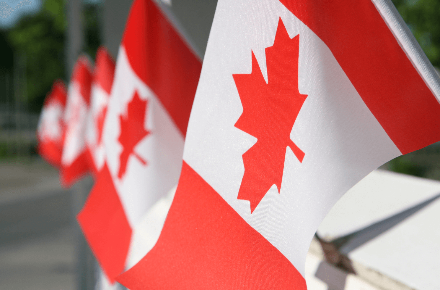 Canadian flags in line